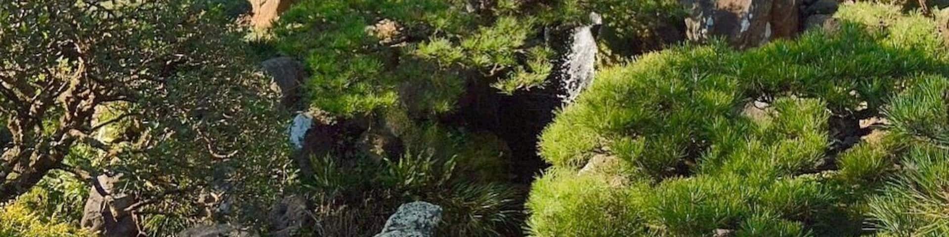 Gorgeous gem in #SanFrancisco. It's the first Japanese garden that was opened to the public in the US, and the place where #fortunecookies were introduced in our country. These were originally savory but then reinvented as sweet to appeal to the American palate. #garden #walking