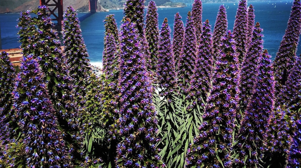 Taken March 2015. The GGB is amazing in all light and weather. Best place I ever lived. Get there for a great wander!
#colorful