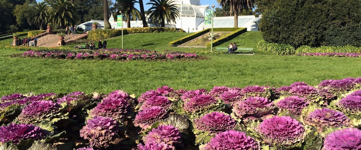 Some kind of purple flowers at full bloom in the thick of the winter season at the golden gate park.