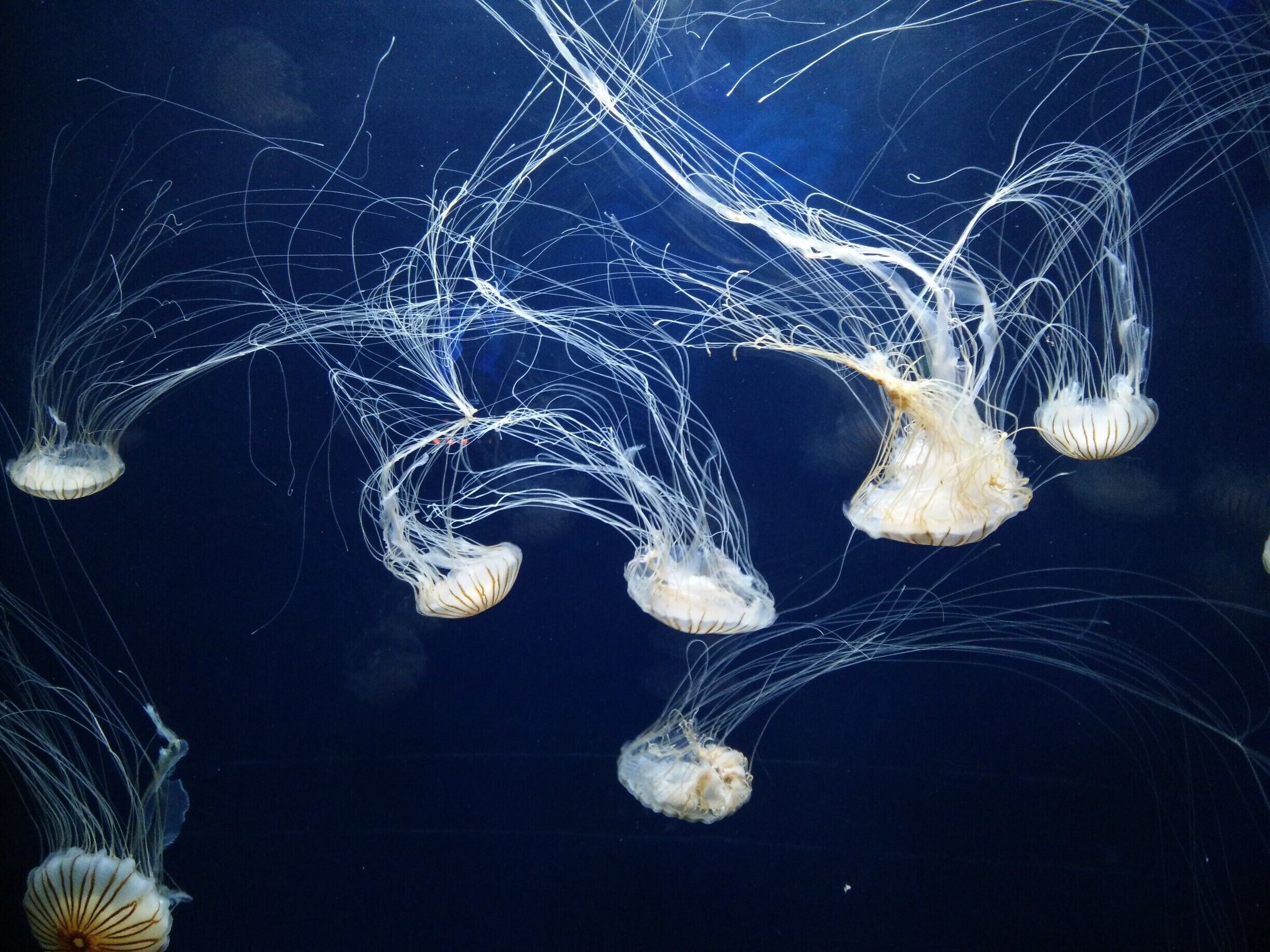 #JellyFish #Aquarium #SanFransciso #LifeAtExpedia