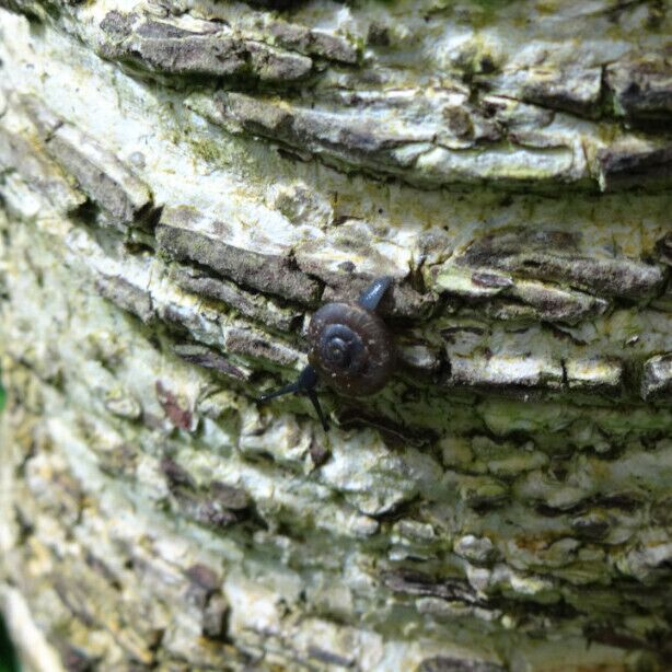 A tiny snail, smaller than a penny, making its home in one of the humid, tropical rooms of the Conservatory of Flowers.