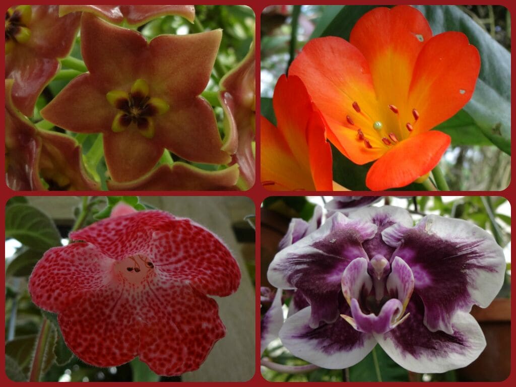 Just a sampling of the nearly 1700 plant species represented inside the Conservatory of Flowers. 