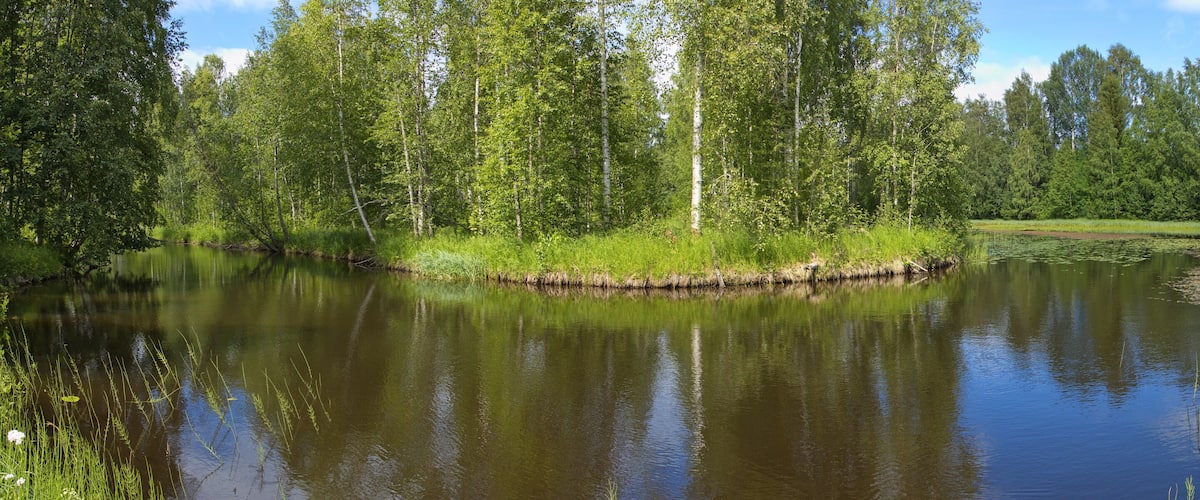 A calm river surrounded by dense green trees and a clear sky.