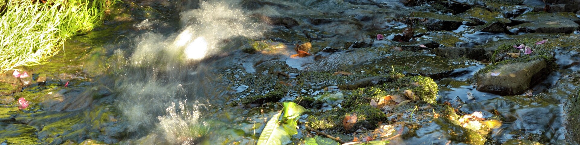 A clear stream with rocks and leaves, surrounded by greenery.