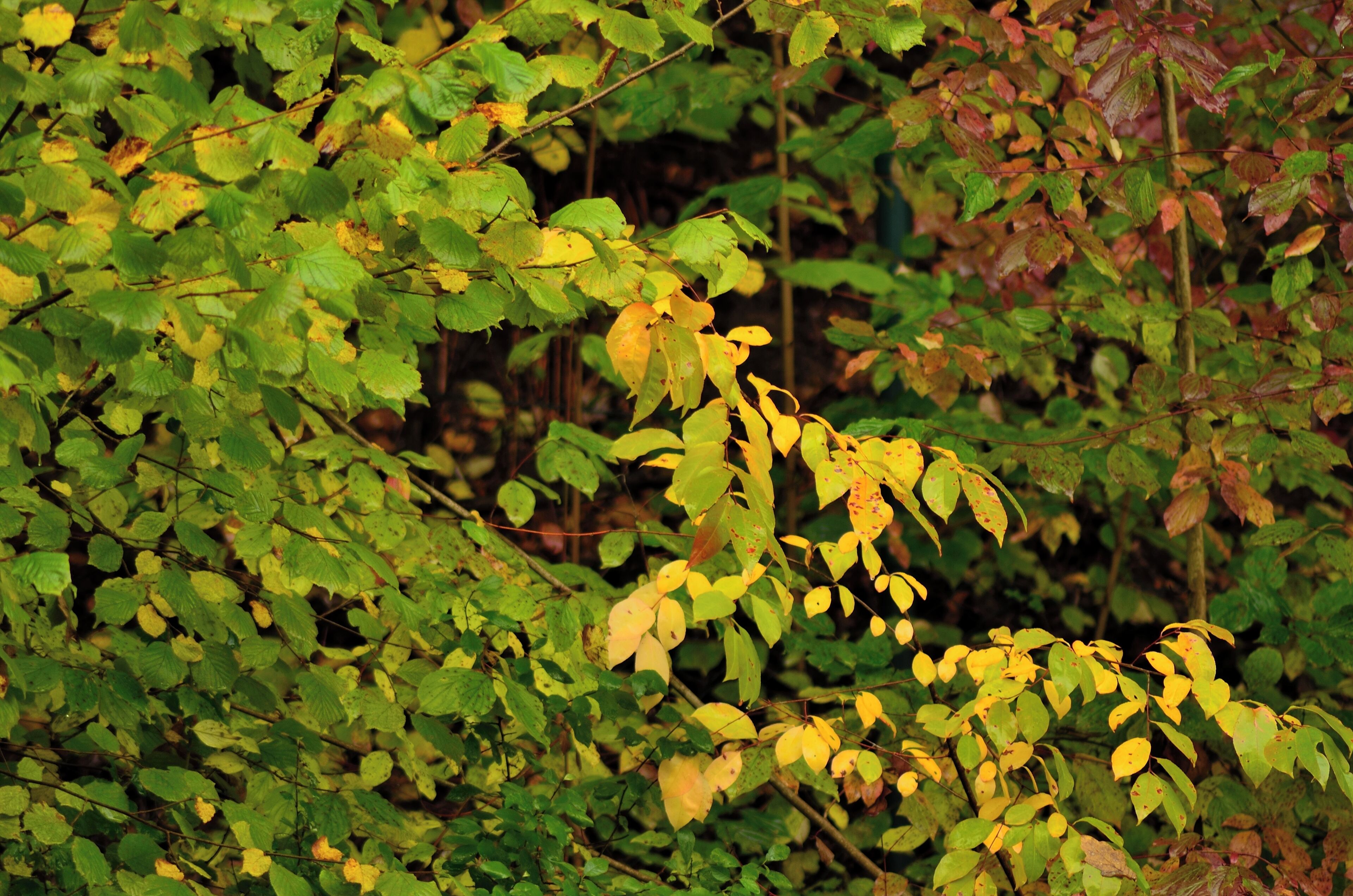 A dense forest with green and yellow leaves, indicating autumn.