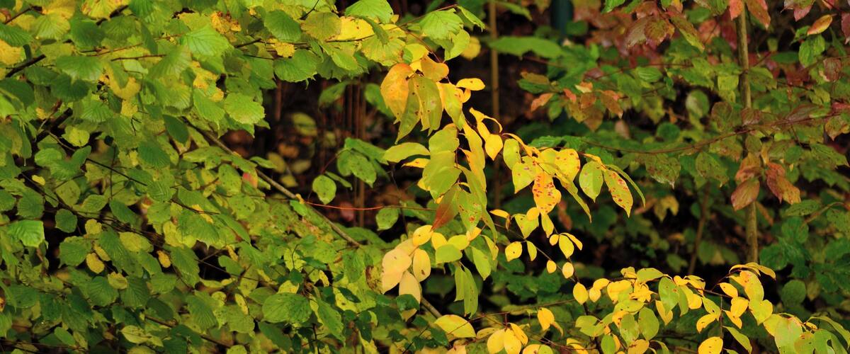 A dense forest with green and yellow leaves, indicating autumn.
