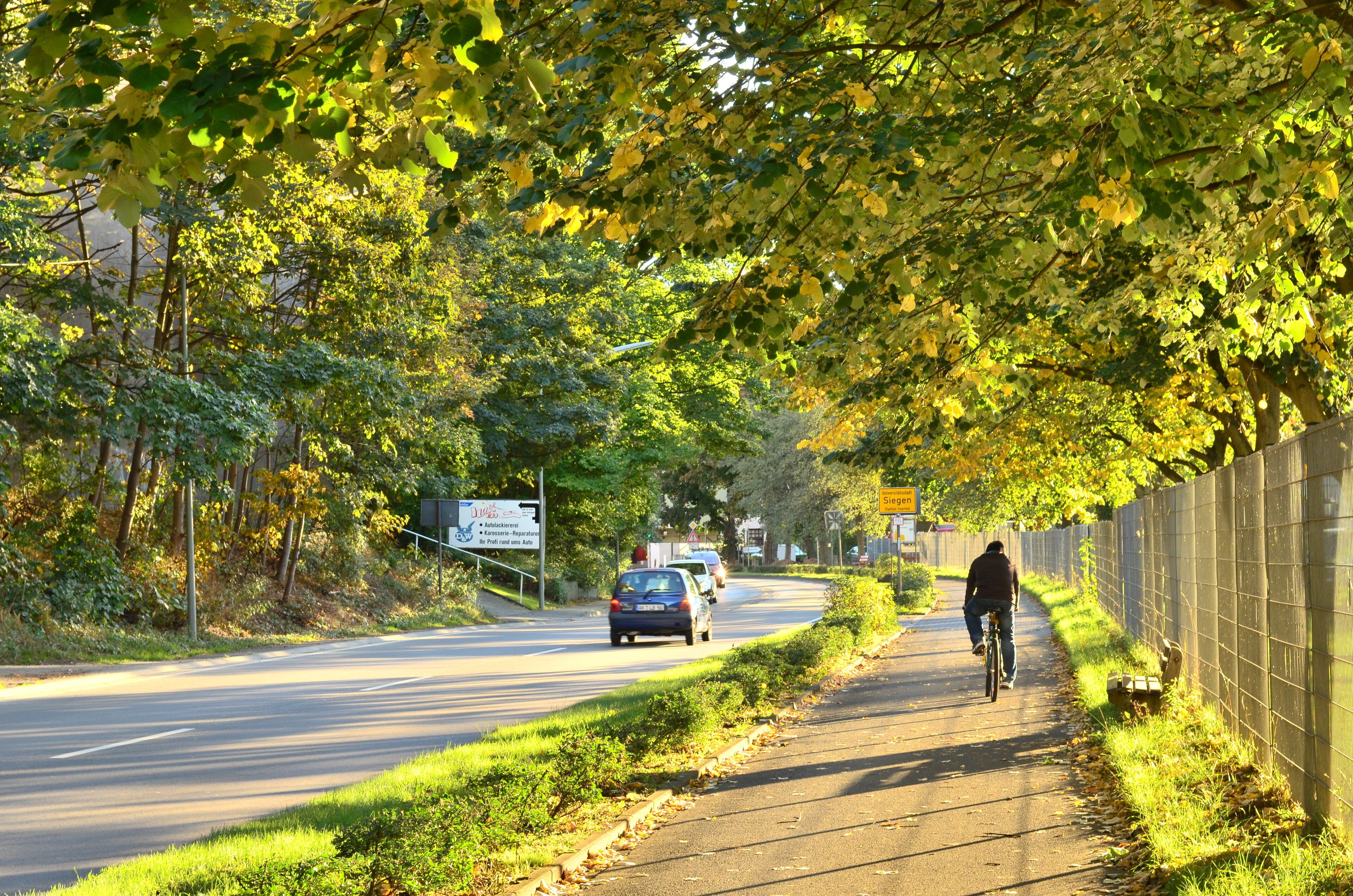 A tree-lined road with a cyclist and cars.