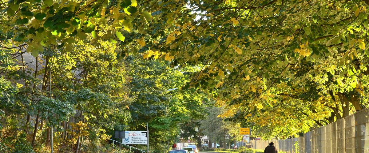 A tree-lined road with a cyclist and cars.