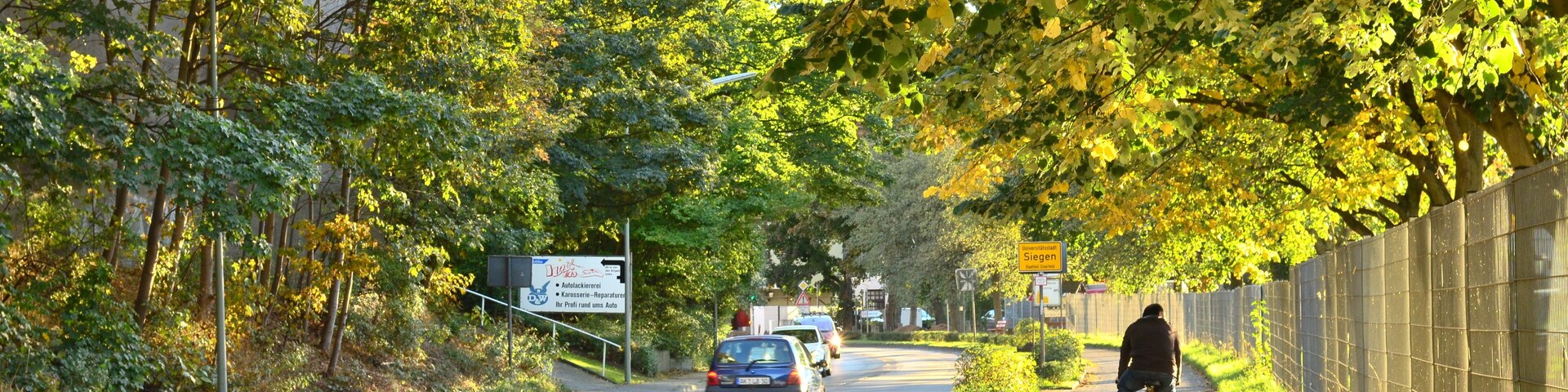 A tree-lined road with a cyclist and cars.