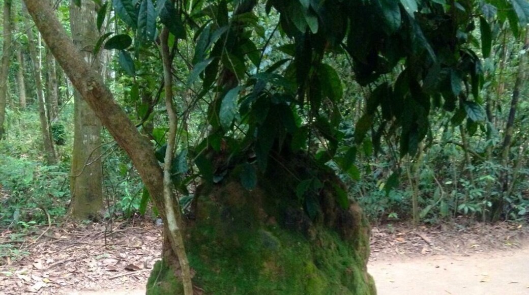 This is a disguised air vent for the famous Cu Chi tunnels. Crawling through these tunnels especially the non modified ones was ridiculously humid, and hot. Yes there are ones that have been made larger for tourists, but they are tight too. We witnessed some bats so be aware. If you are claustrophobic this is not for you. The tunnels can range from 15-50m before you get to an exit tunnel. Their is much history and you can choose to shoot some weapons at the gun range. Minimum cost for 10 rounds is 300000dong and up depending on the weapon you choose.