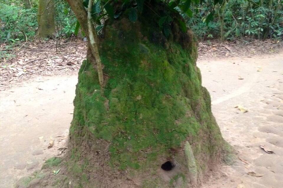 Ein Baum mit einem moosbewachsenen Stamm und einer kleinen Vertiefung im Wurzelbereich.