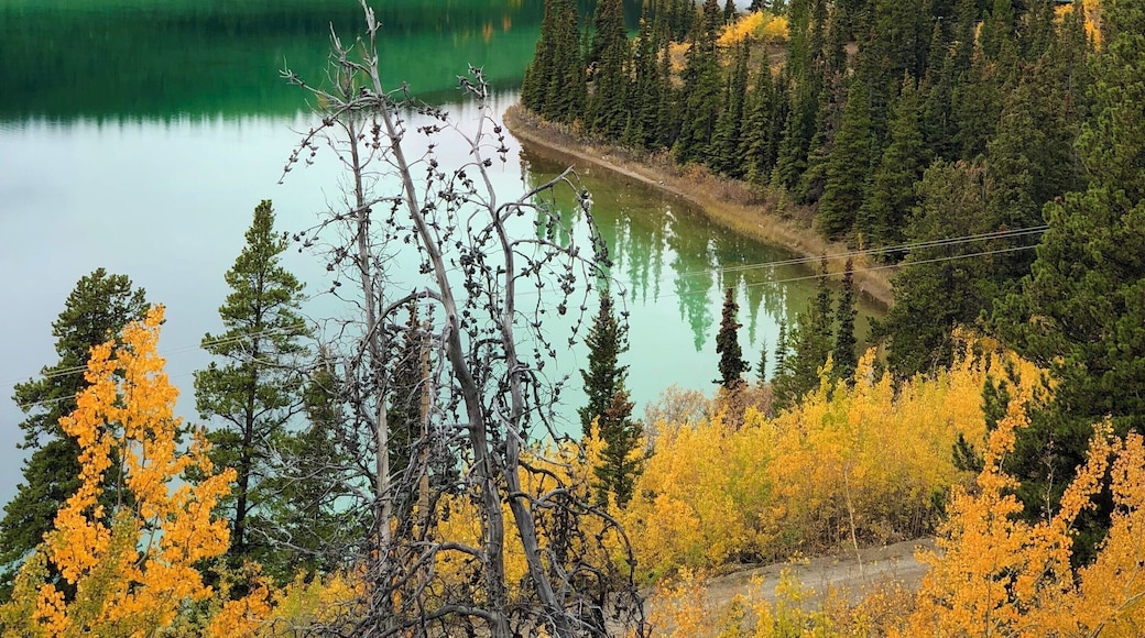 We took a day tour to view the Yukon trails in Alaska. It was breathtaking.