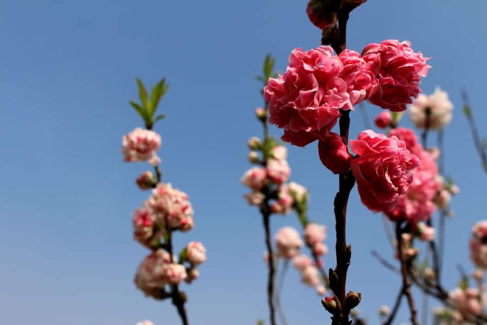Pink flowers on a tree branch against a clear blue sky.