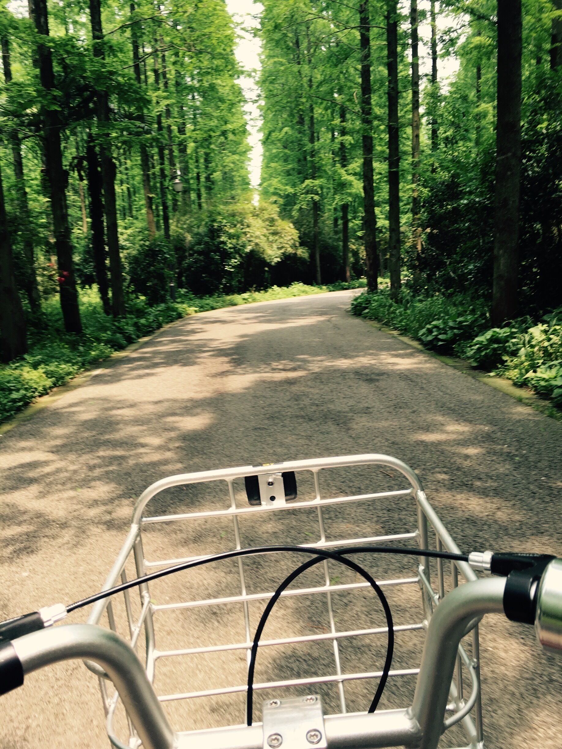 Riding through the forest @ Chongming