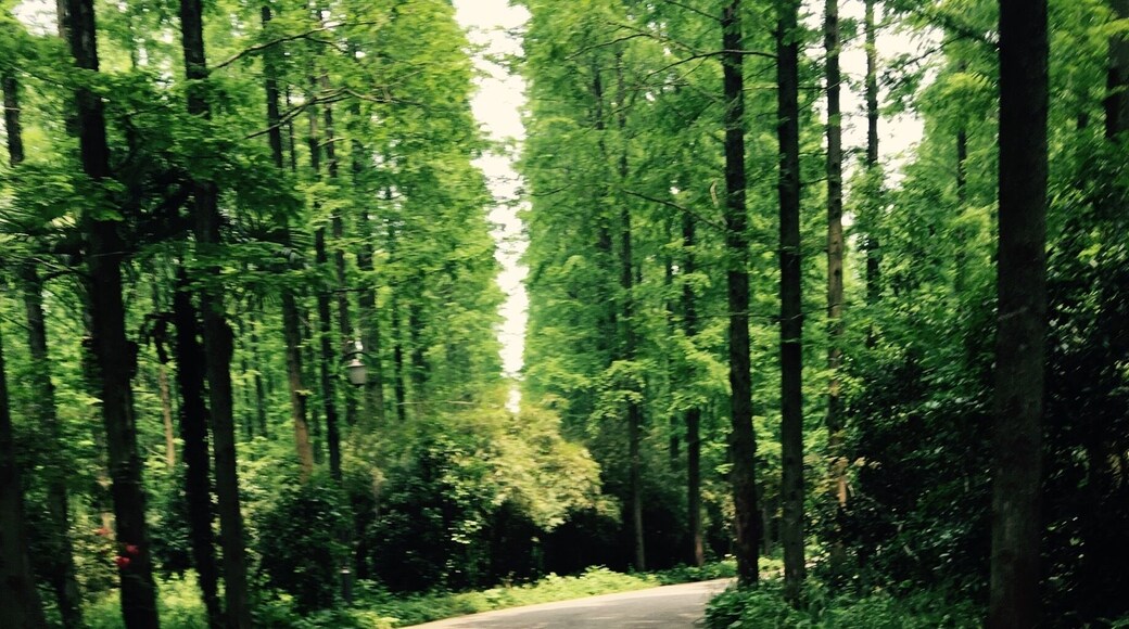 Riding through the forest @ Chongming
