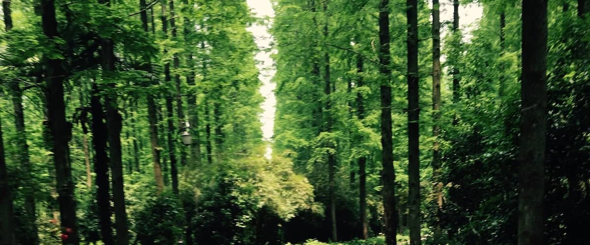 Riding through the forest @ Chongming