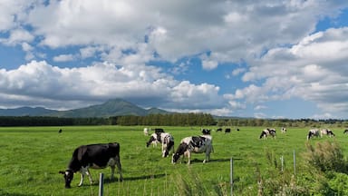 A green field with cows grazing, mountains in the background, and a cloudy sky.