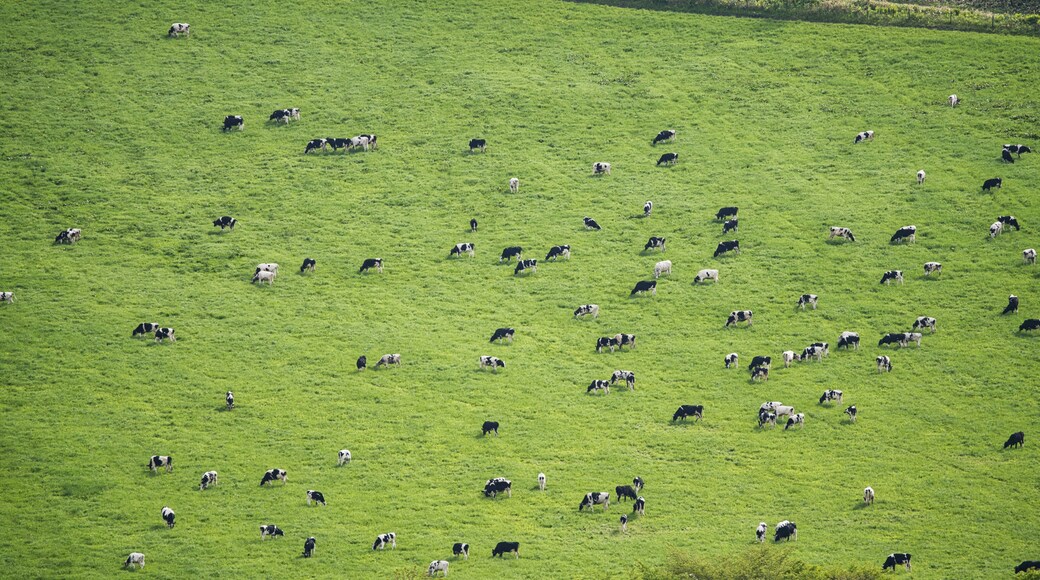 Hokkaido,Japan - June 3, 2024: Cows at Ranch Kaiyoudai in Nakashibetsu, Hokkaido, Japan