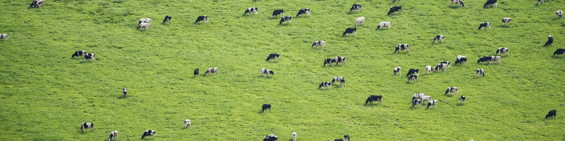 Hokkaido,Japan - June 3, 2024: Cows at Ranch Kaiyoudai in Nakashibetsu, Hokkaido, Japan