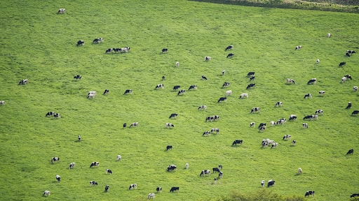 Hokkaido,Japan - June 3, 2024: Cows at Ranch Kaiyoudai in Nakashibetsu, Hokkaido, Japan