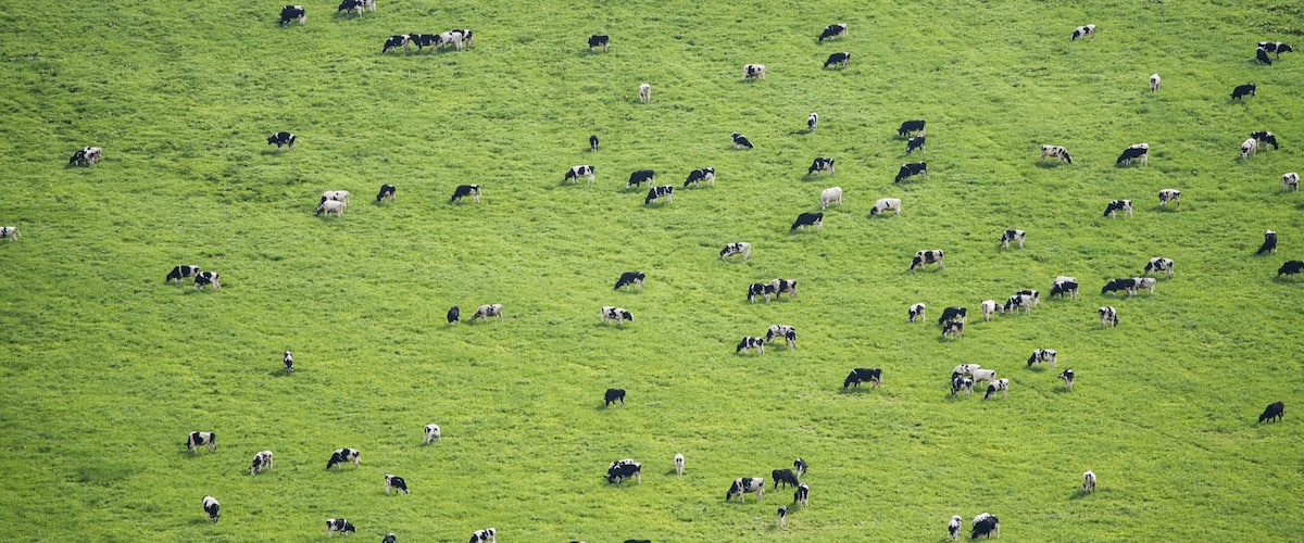 A vast green field with numerous cows grazing.