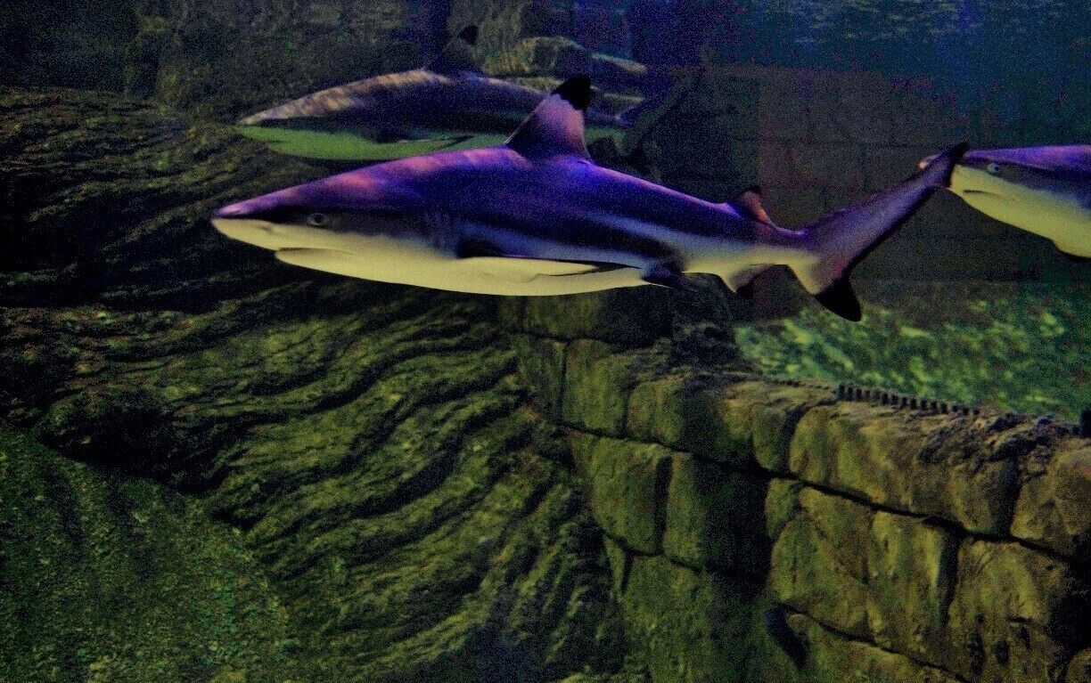 never got closer before, they have a nice fish restaurant down at the aquarioum with reaosnable prices