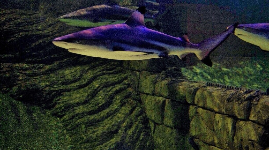 never got closer before, they have a nice fish restaurant down at the aquarioum with reaosnable prices