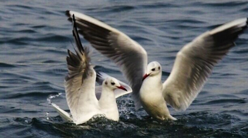 Love seagulls , never thought that i would see them before and catch them with my lens