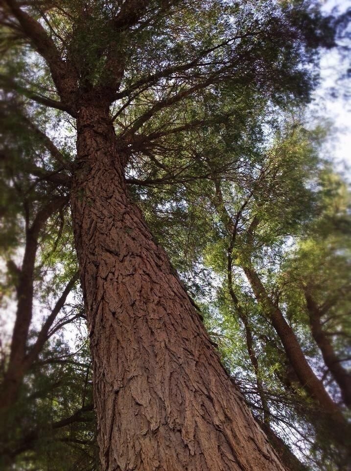 Some trees give such an old and wise feel.Reminds me of pocahantas advising tree.😇