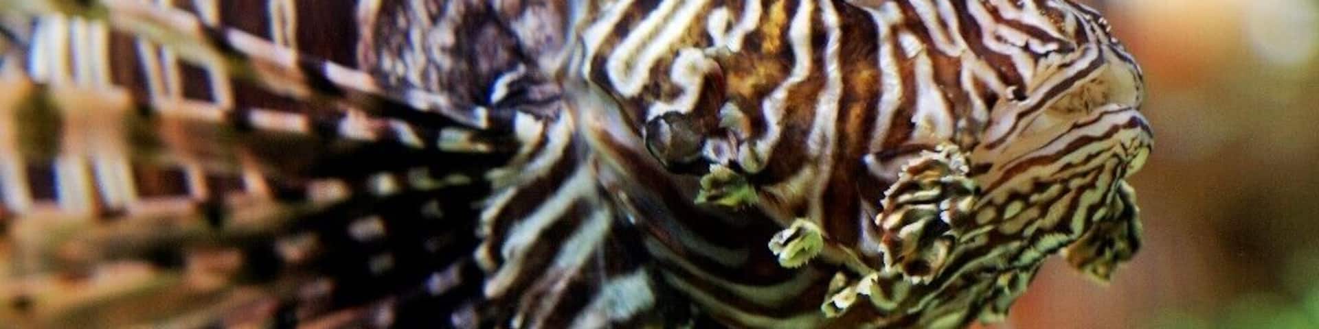 LION FISH