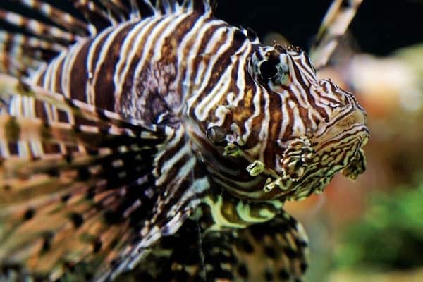 LION FISH
