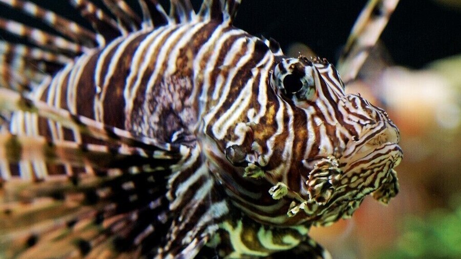 LION FISH