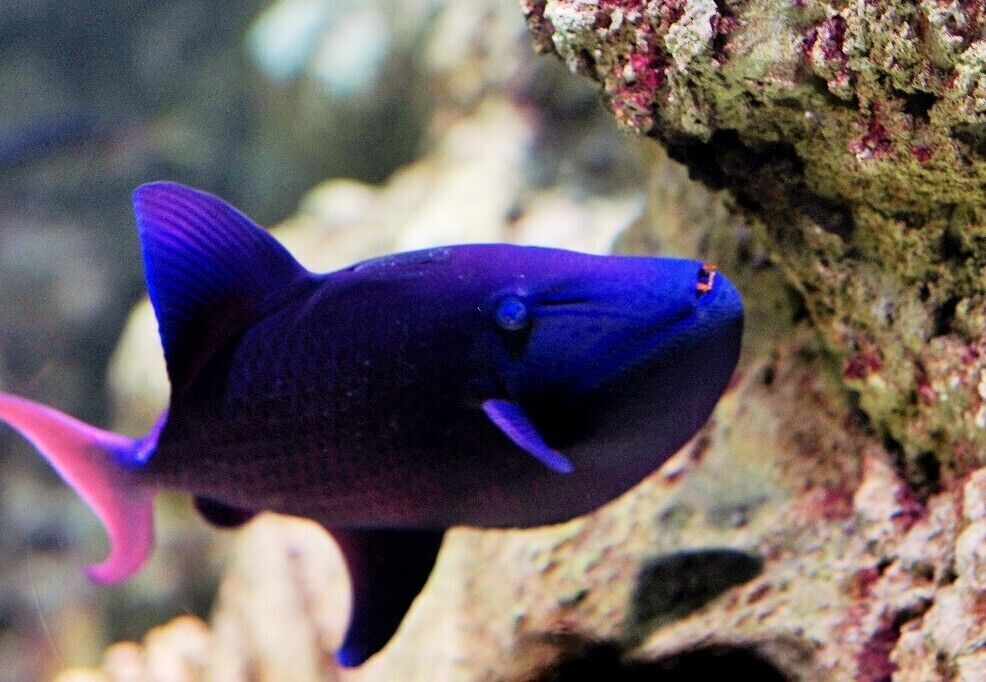 WHO SAID VAMPIRES DON'T EXIST ;-) #BLUE #FISH 