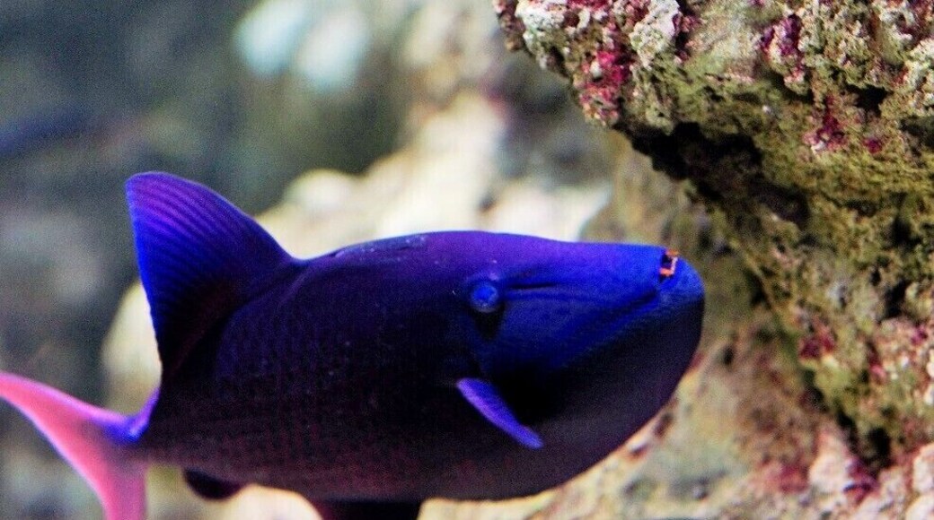 WHO SAID VAMPIRES DON'T EXIST ;-) #BLUE #FISH