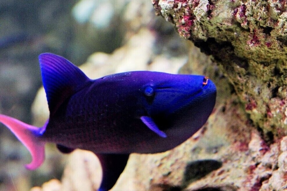 A fish with a dark body and pink fins swimming near a rocky underwater surface.