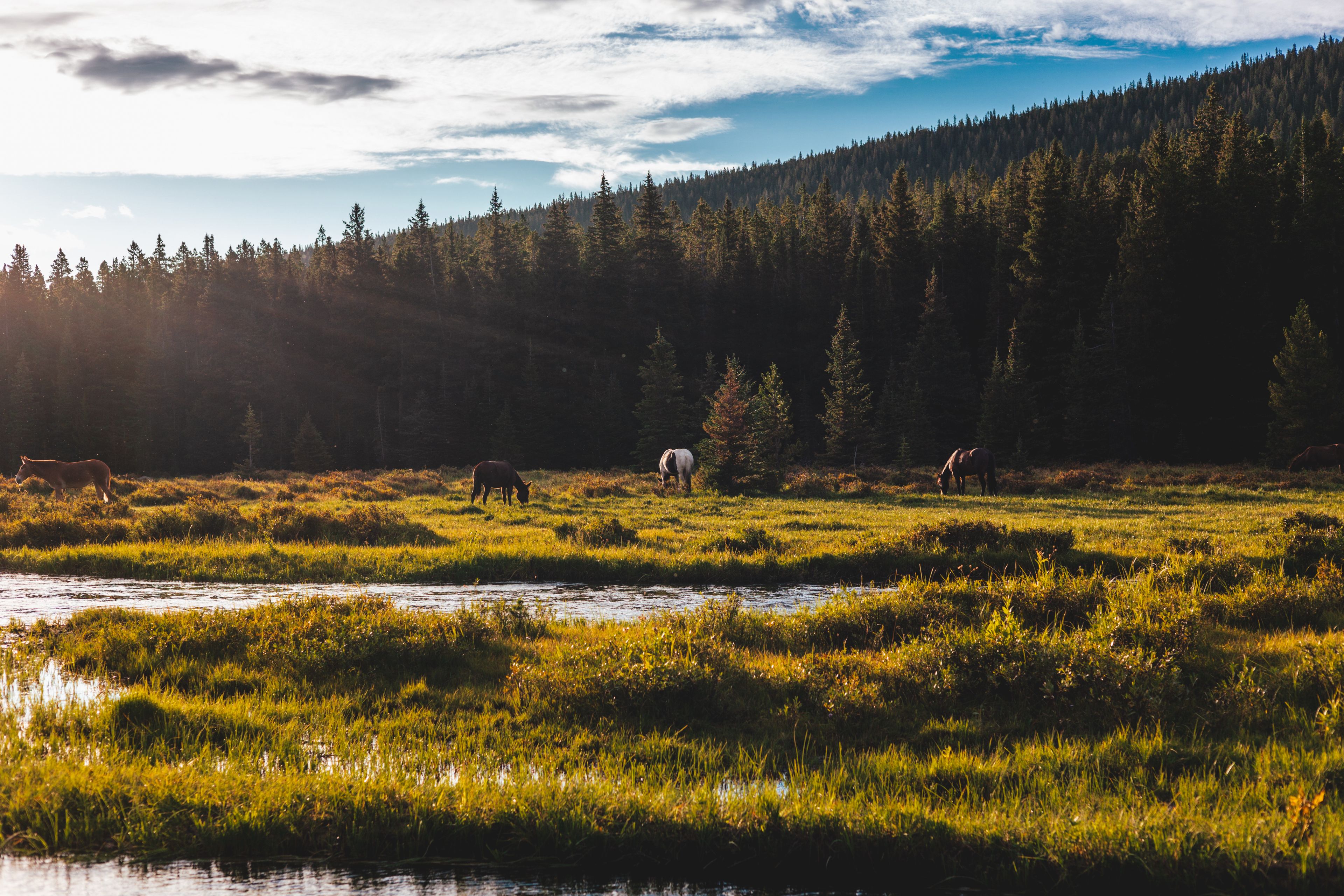 Horses enjoying the sunshine in Wyoming Countryside