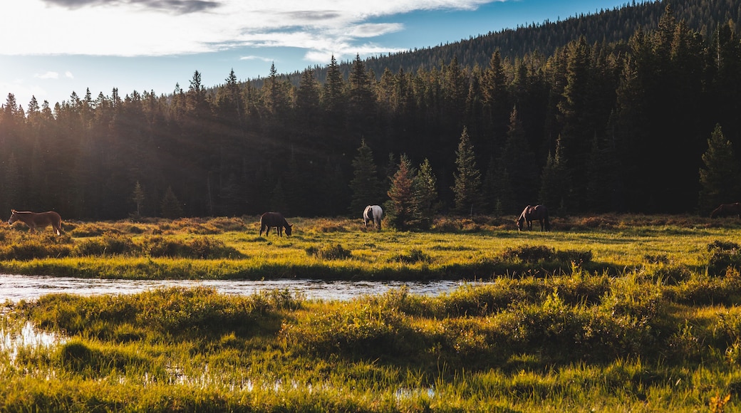 A grassy meadow with a river, surrounded by a dense forest and a mountain in the background.