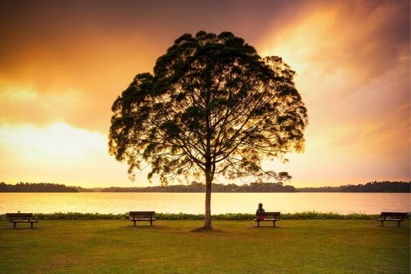 Lonely tree and lady