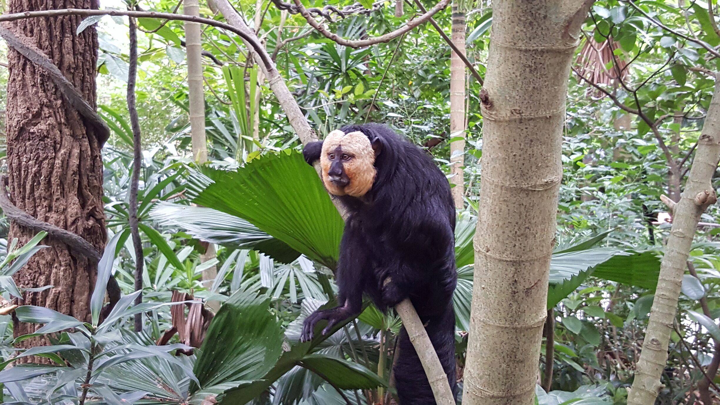 White face saki spotted on a branch at close range. 