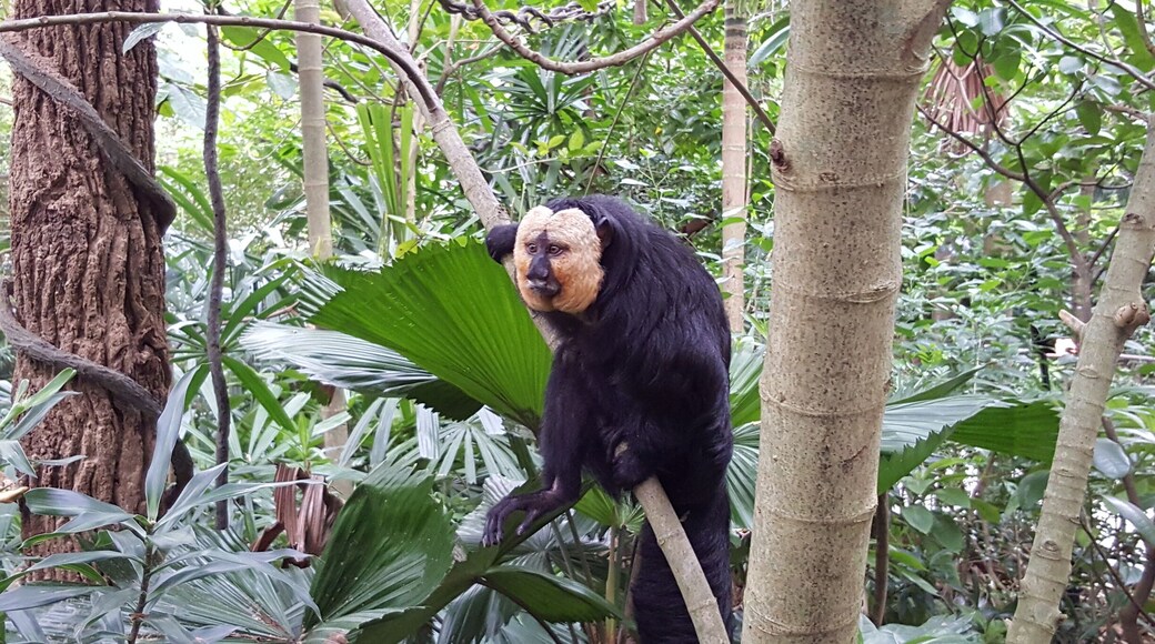 White face saki spotted on a branch at close range.