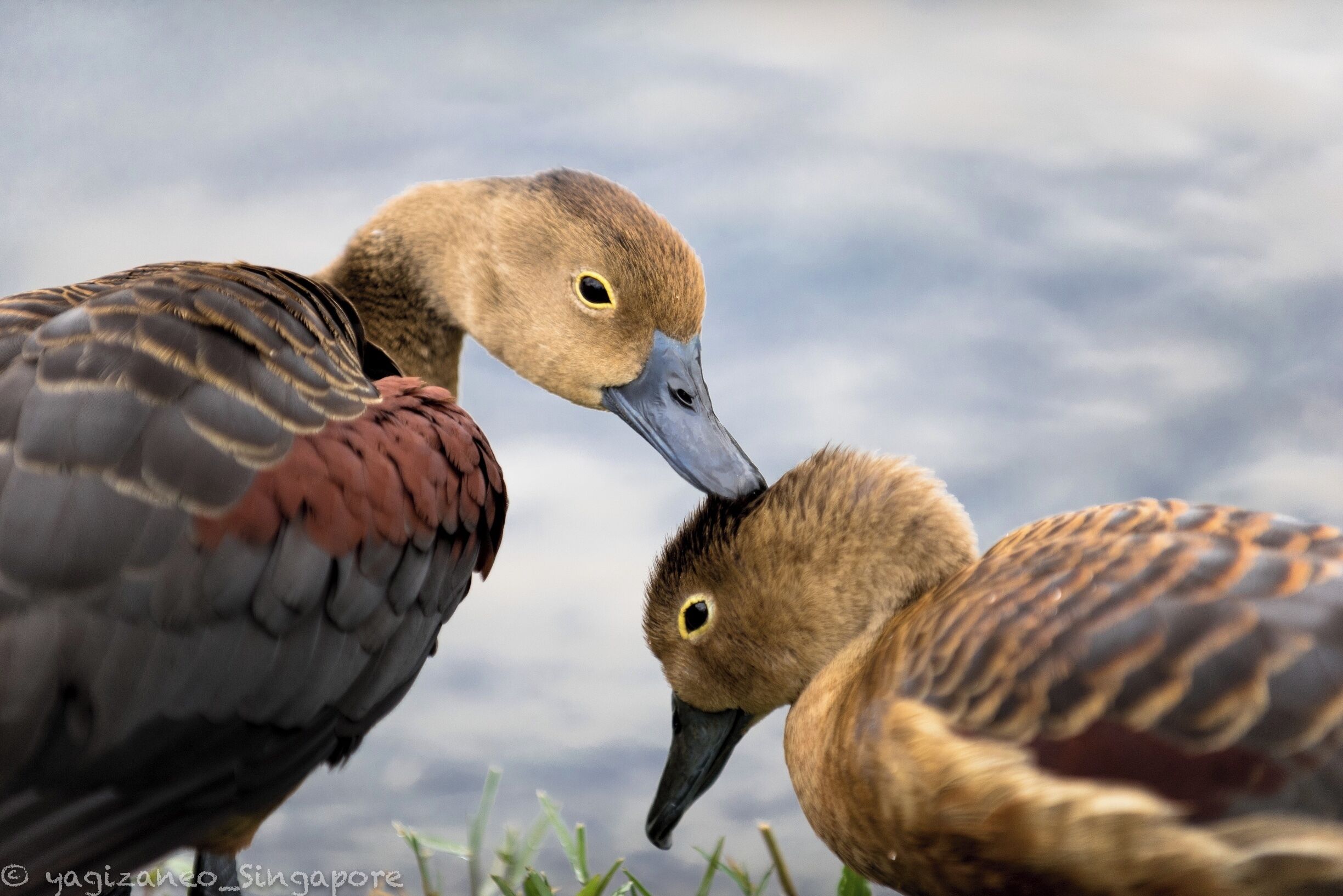 Walking along the lake, I saw this two ducklings. It's amazing watching them groom each other on this beautiful day. Come to the lake when you are in Singapore. #duck #animal #singapore #botanicgardens