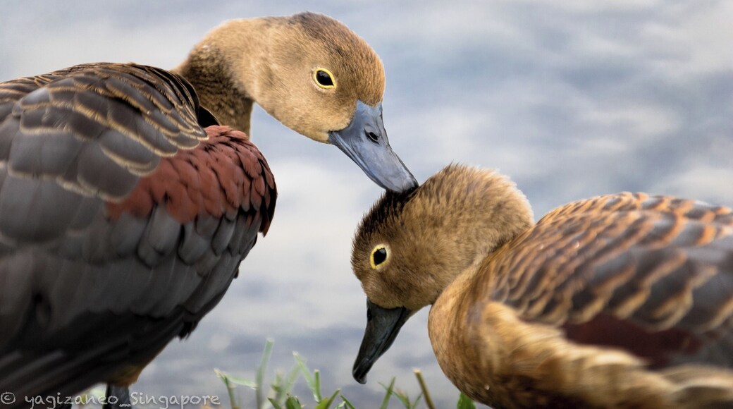 Walking along the lake, I saw this two ducklings. It's amazing watching them groom each other on this beautiful day. Come to the lake when you are in Singapore. #duck #animal #singapore #botanicgardens