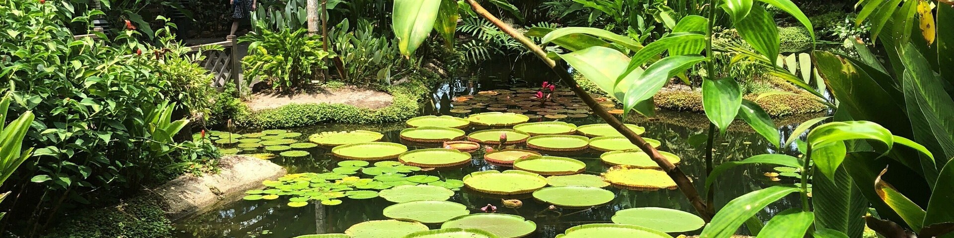 Beautiful water lilies in the Ginger Garden (Singapore 🇸🇬)
#garden #singapore #asia
March 2019 - iPhone 8