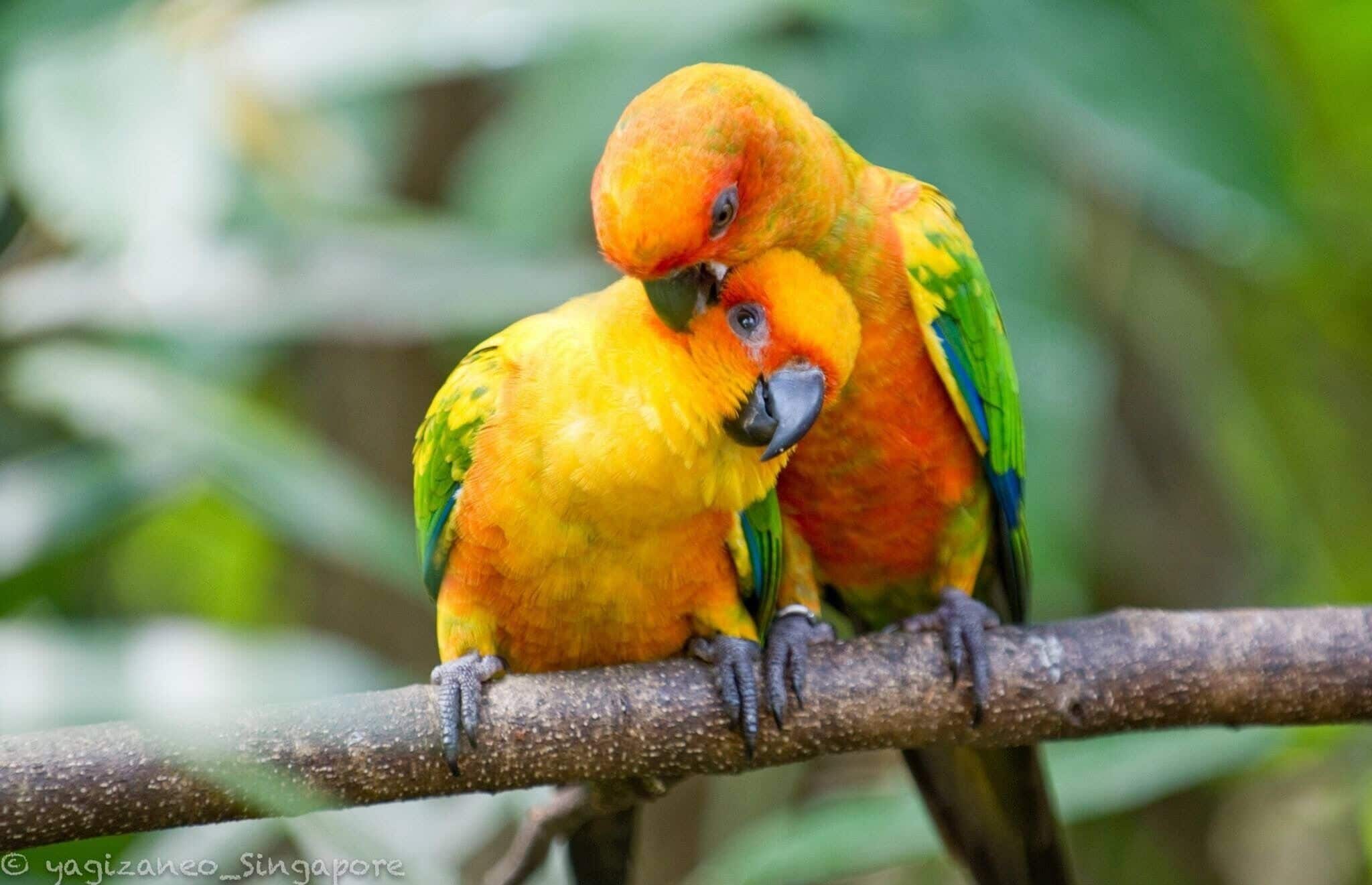 The unknown connection. A moment worth to await while visiting this bird park. #birdpark #singapore