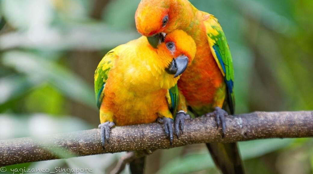 The unknown connection. A moment worth to await while visiting this bird park. #birdpark #singapore