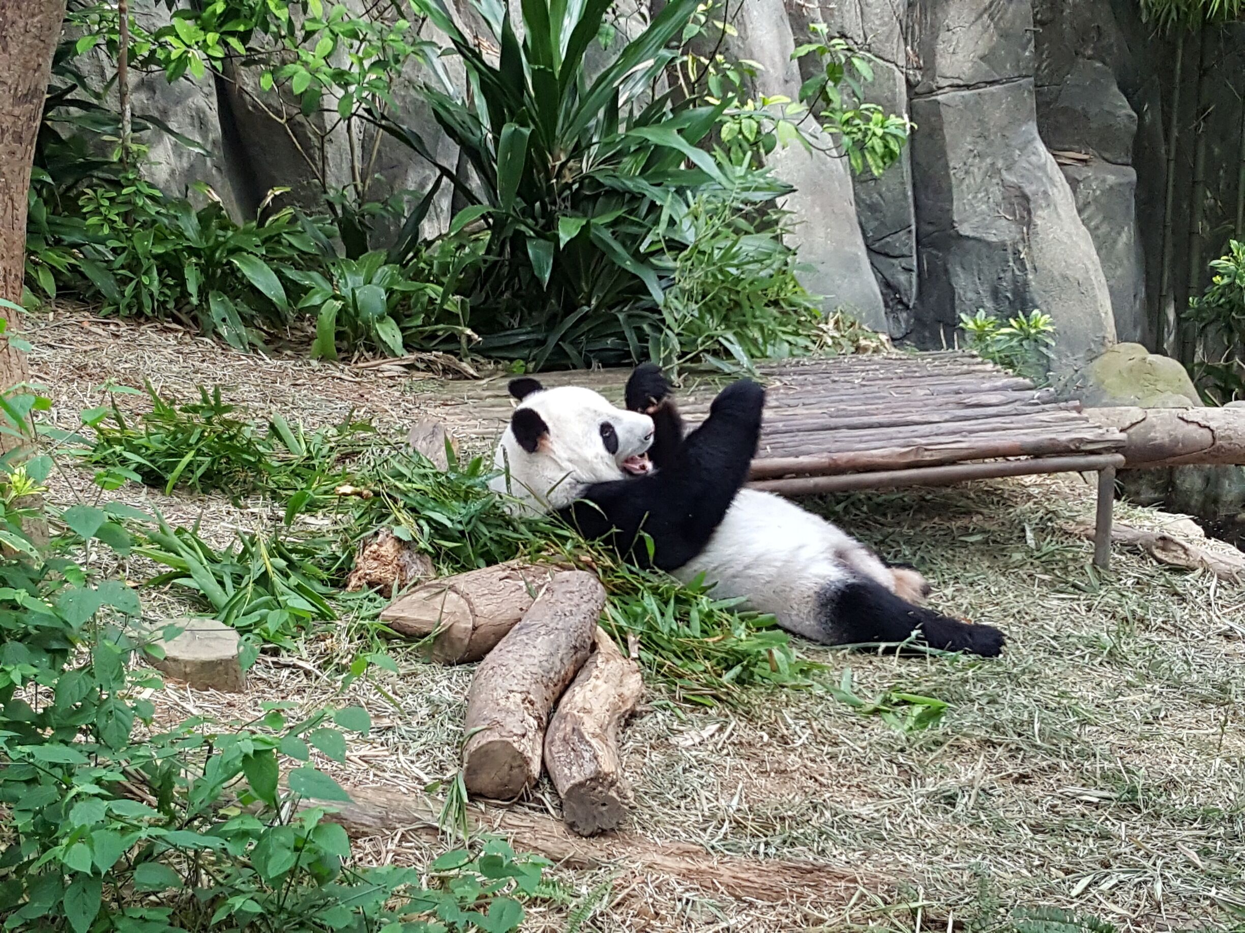 Happy panda Kai Kai enjoys his meal, oblivious to its delighted audience. 