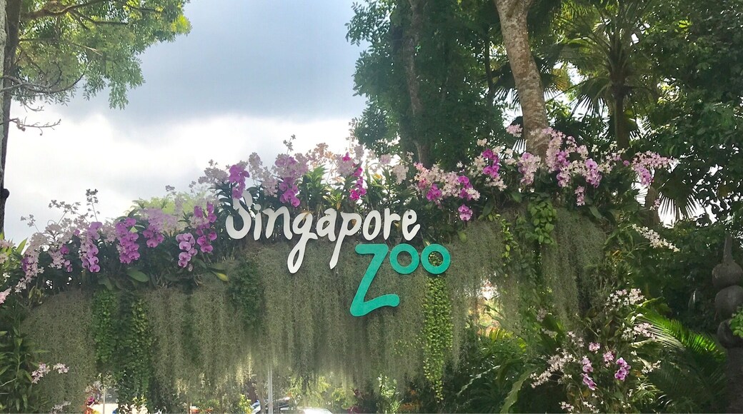 An amazing day at Singapore Zoo ... so many shows and feedings to keep you occupied for hours.