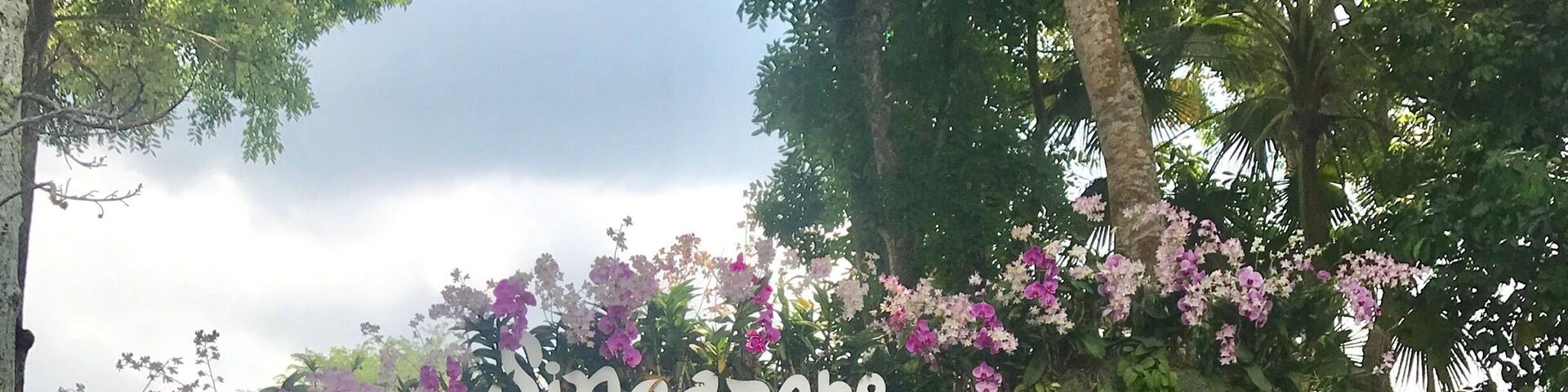 An amazing day at Singapore Zoo ... so many shows and feedings to keep you occupied for hours.