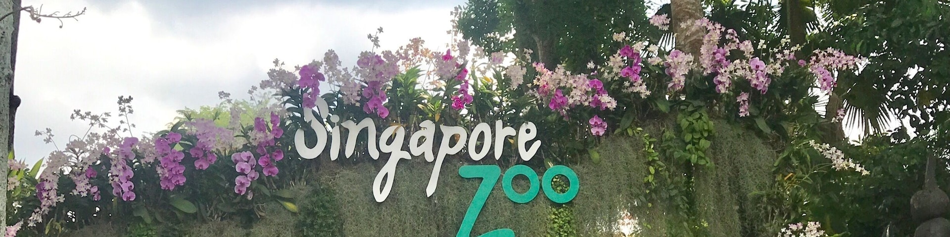 An amazing day at Singapore Zoo ... so many shows and feedings to keep you occupied for hours.