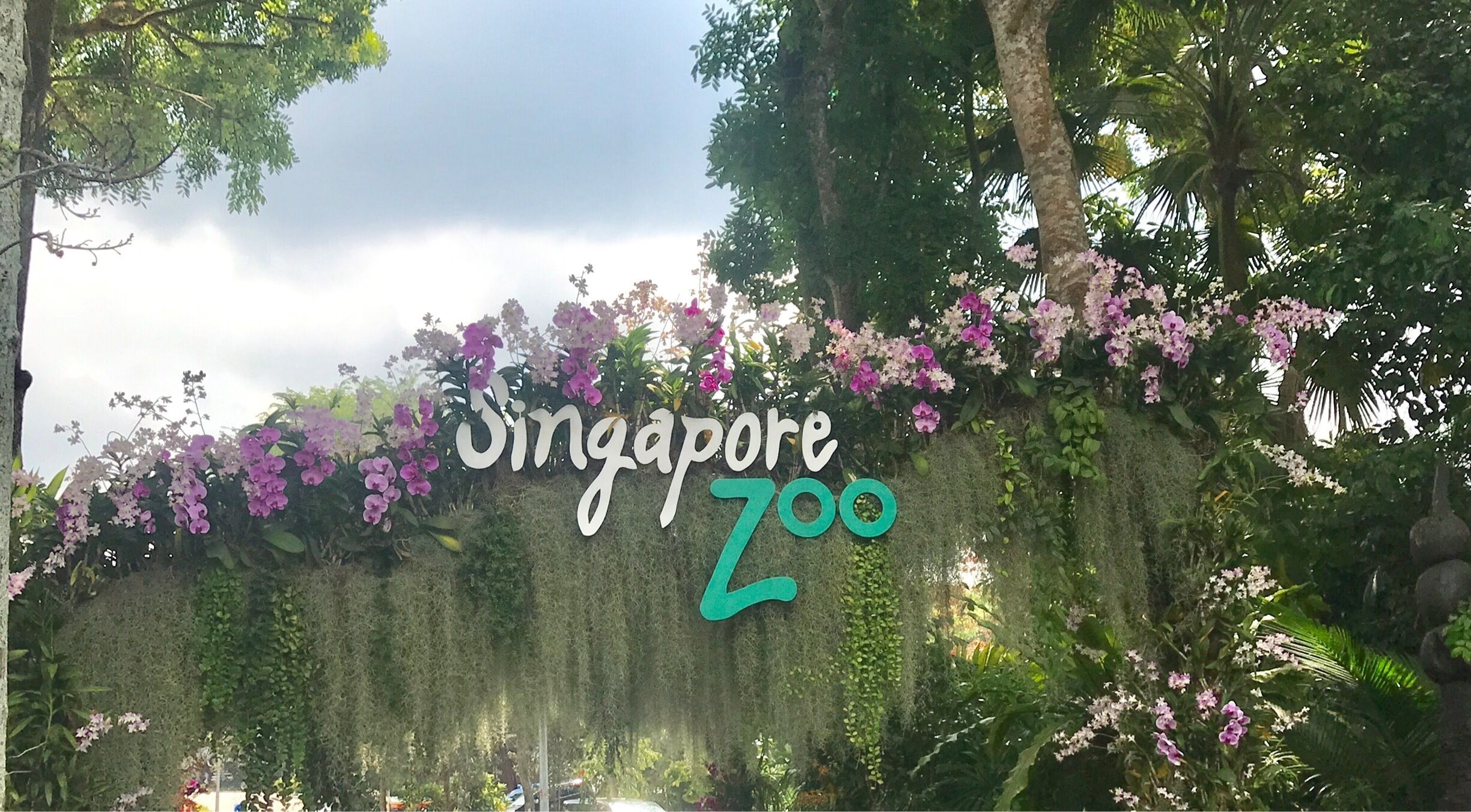 A wall with 'Singapore Zoo' written on it, surrounded by greenery and purple flowers.